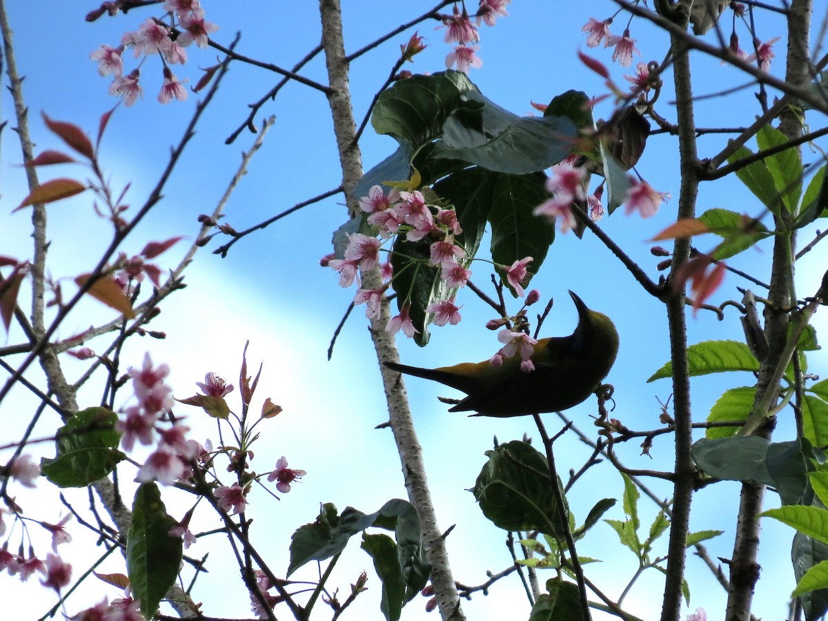 Orange-bellied Leafbird - ML622689838