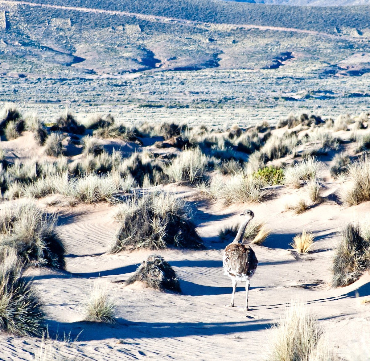 Lesser Rhea - ML622689896