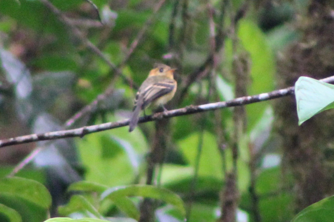 Mosquero Moñudo Común (aurantiiventris) - ML622689959