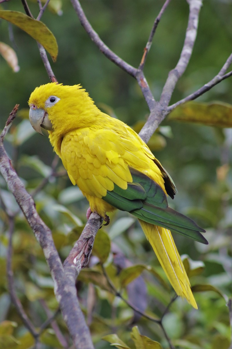 Golden Parakeet - Eduardo Paschoalini