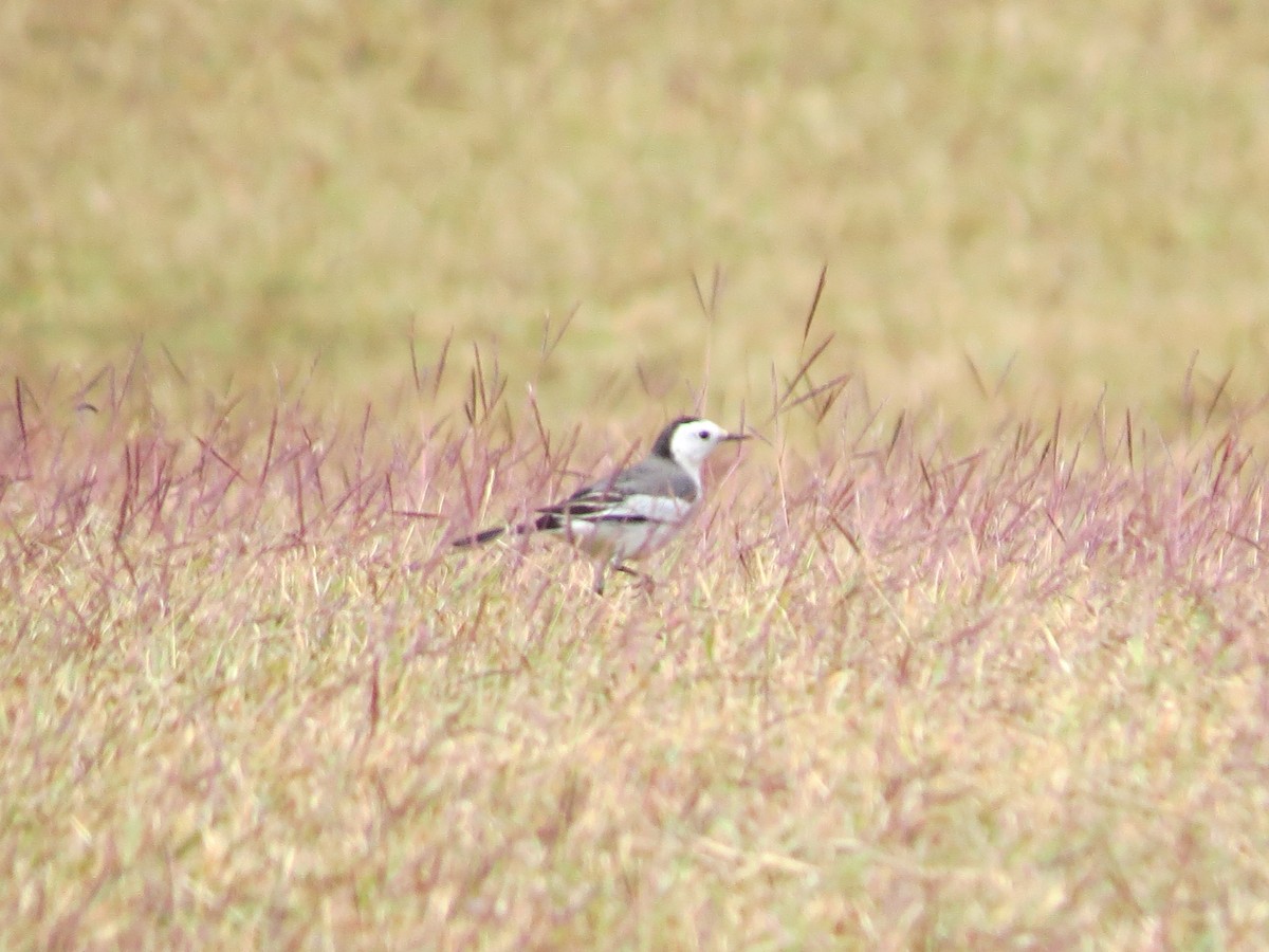 White Wagtail (Chinese) - ML622689989