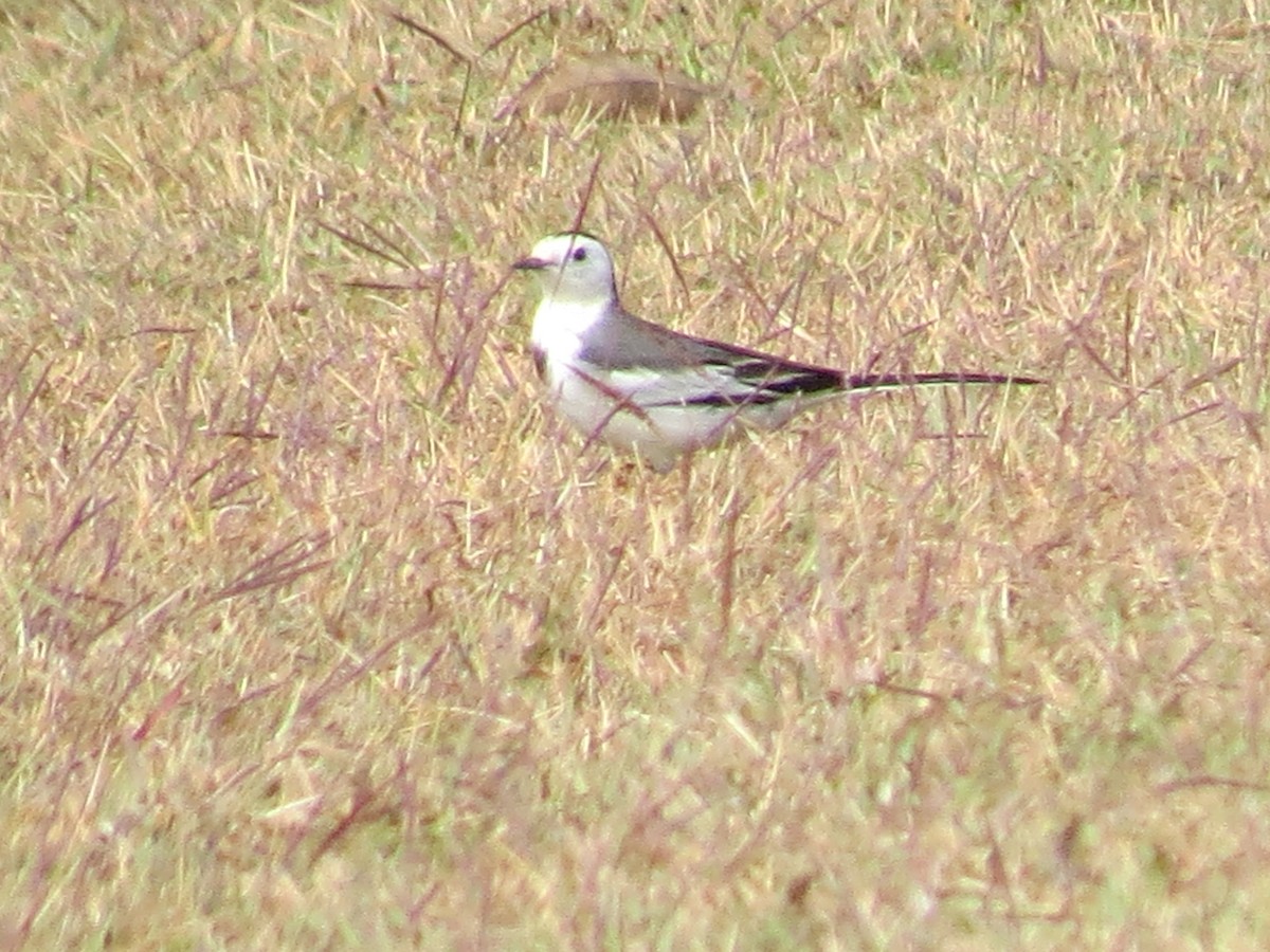 White Wagtail (Chinese) - ML622689990