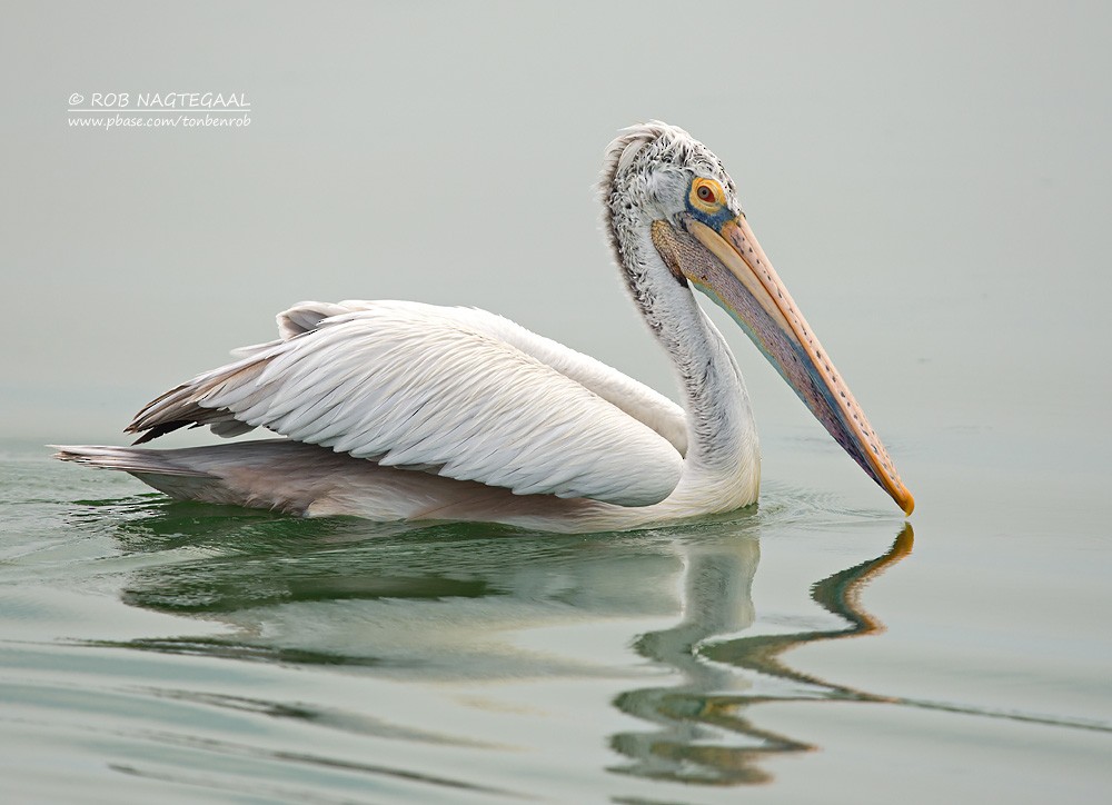 Spot-billed Pelican - ML622690080
