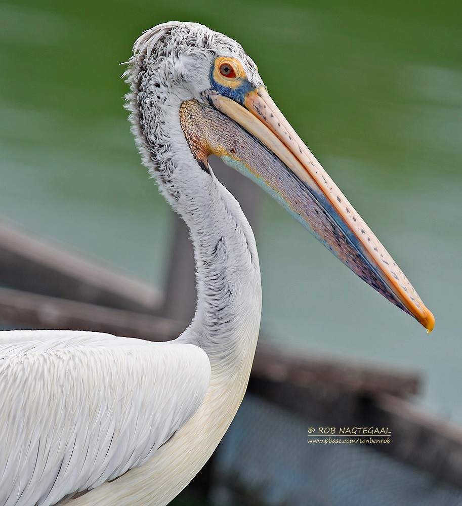 Spot-billed Pelican - ML622690081