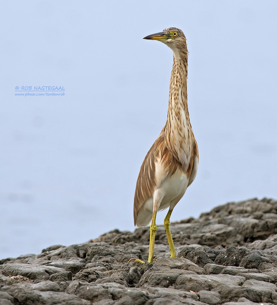 Javan Pond-Heron - ML622690087
