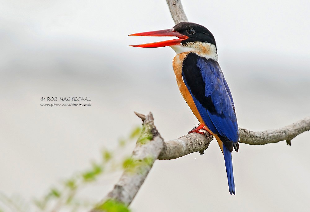 Black-capped Kingfisher - ML622690092