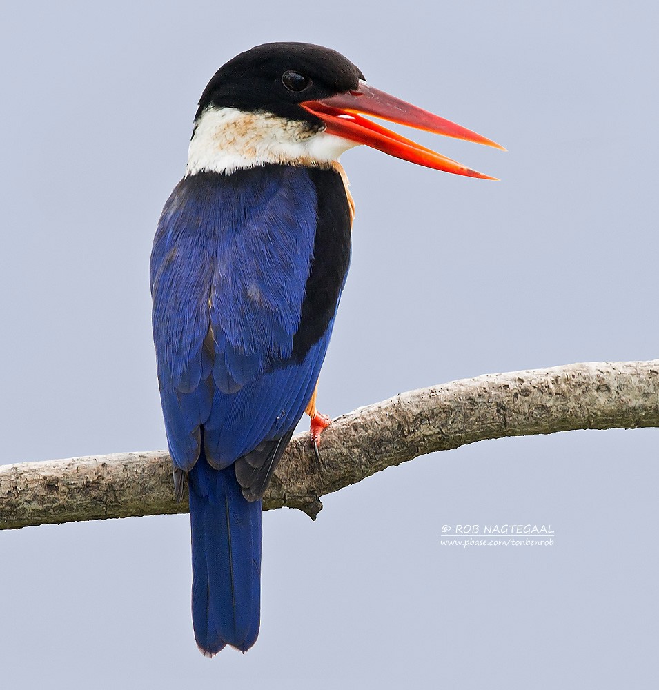 Black-capped Kingfisher - ML622690093