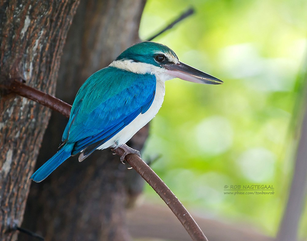 Collared Kingfisher - ML622690095