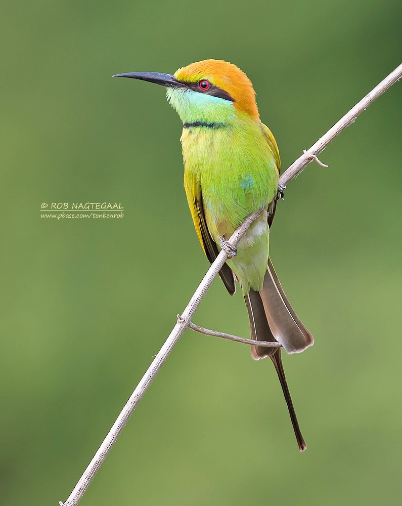 Asian Green Bee-eater - ML622690098