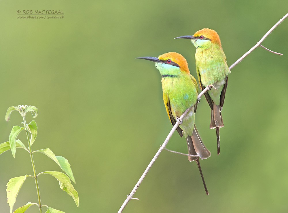 Asian Green Bee-eater - ML622690099