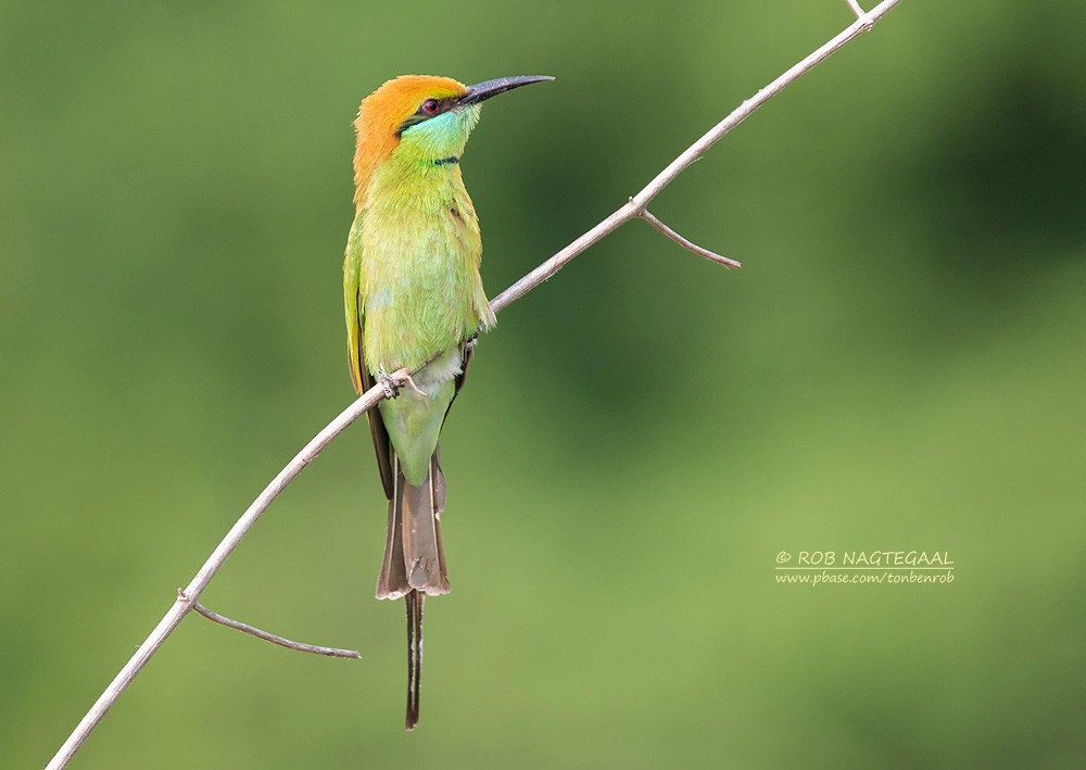 Asian Green Bee-eater - ML622690100