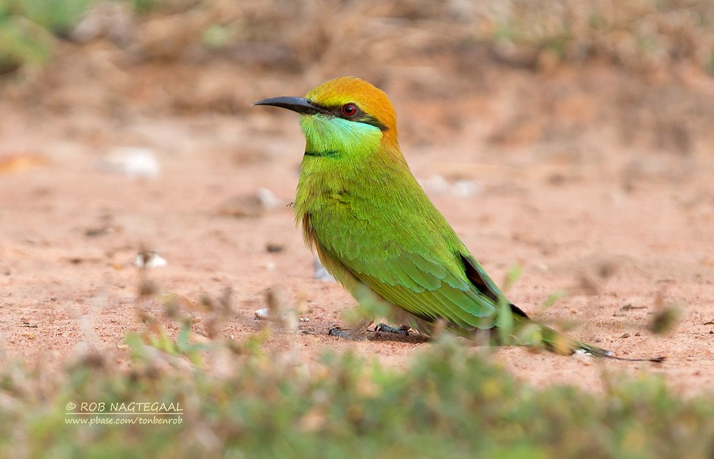 Asian Green Bee-eater - ML622690101