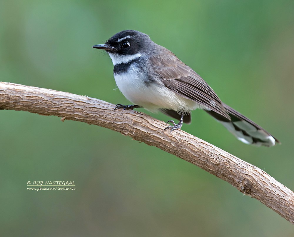 Malaysian Pied-Fantail - ML622690102