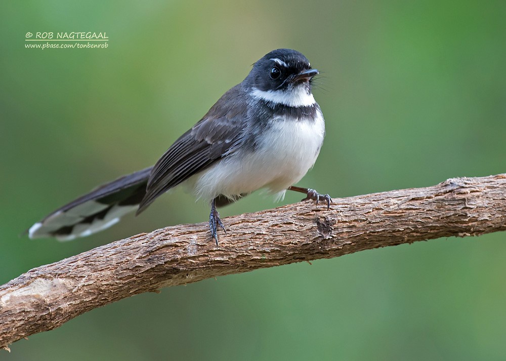 Malaysian Pied-Fantail - ML622690103