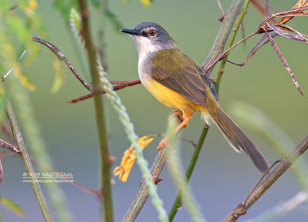 Yellow-bellied Prinia - ML622690110