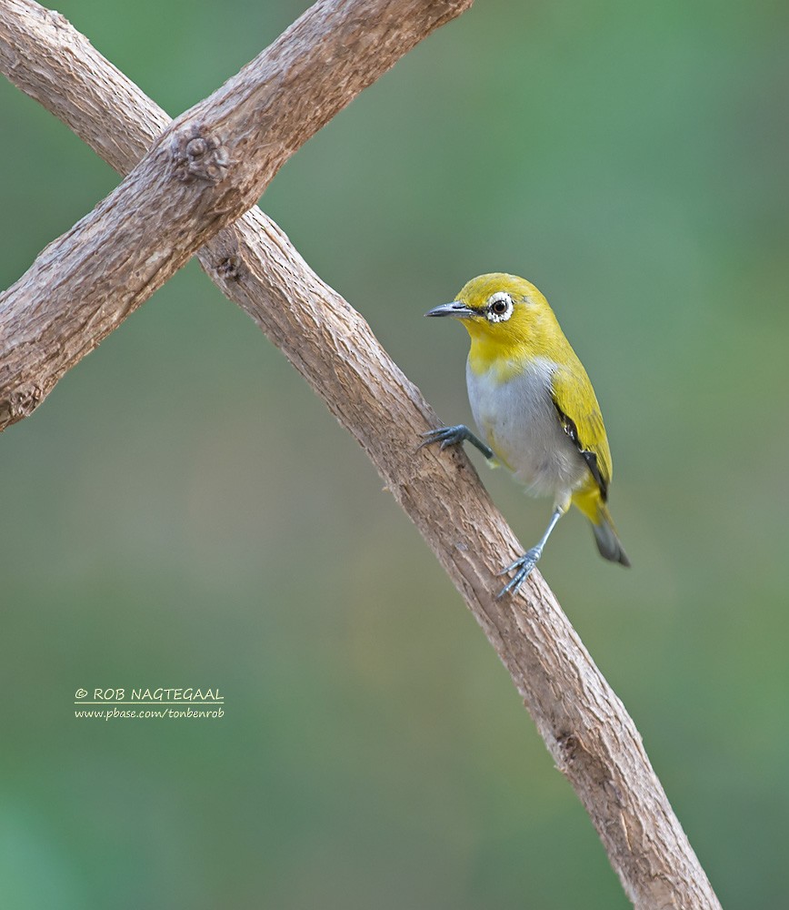 Swinhoe's White-eye - ML622690111