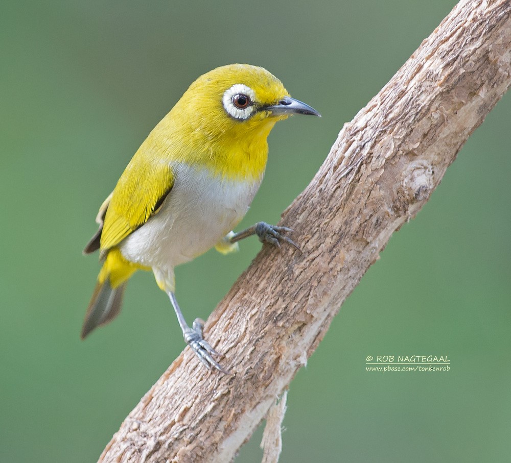 Swinhoe's White-eye - ML622690112