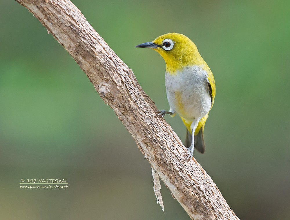 Swinhoe's White-eye - ML622690113