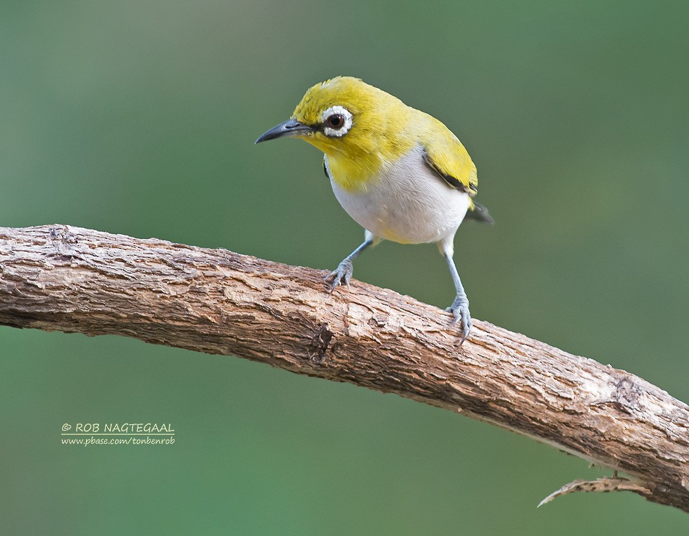 Swinhoe's White-eye - ML622690114