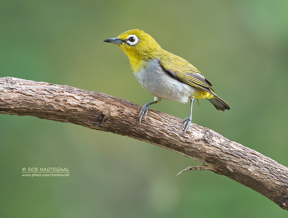 Swinhoe's White-eye - ML622690115