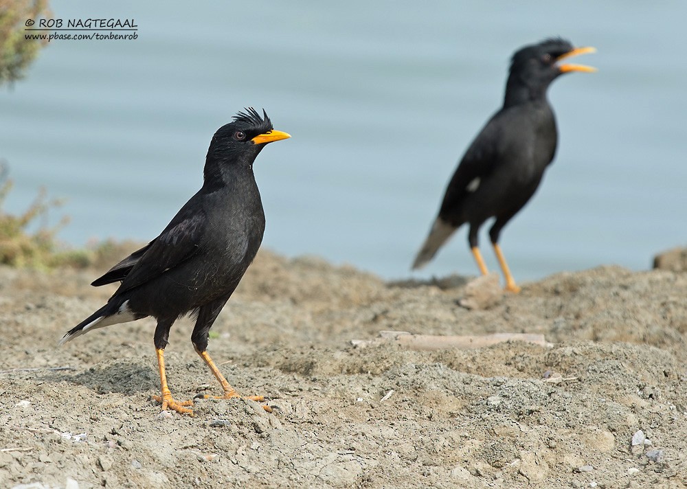 Great Myna - Rob Nagtegaal