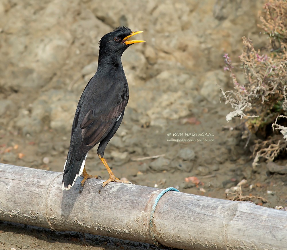 Great Myna - ML622690119