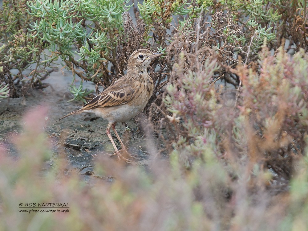 Paddyfield Pipit - ML622690124