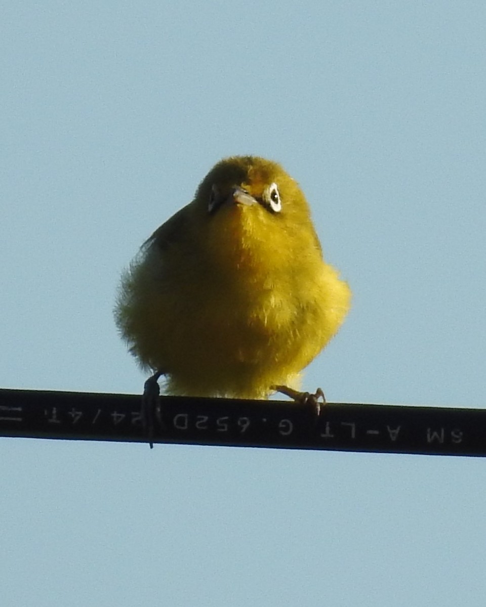 Zostérops à ventre citron - ML622690135