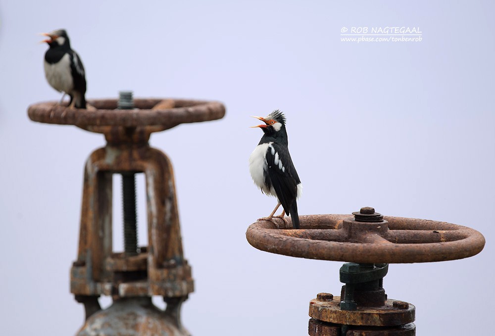 Siamese Pied Starling - ML622690152