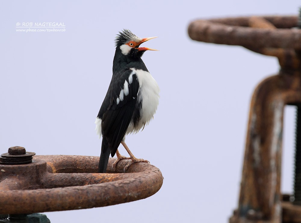 Siamese Pied Starling - ML622690153