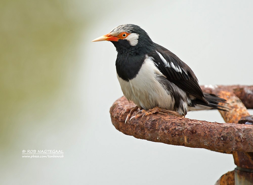 Siamese Pied Starling - ML622690154