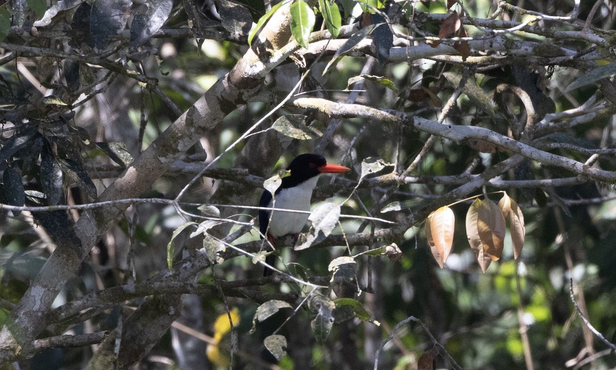 White-rumped Kingfisher - ML622690167