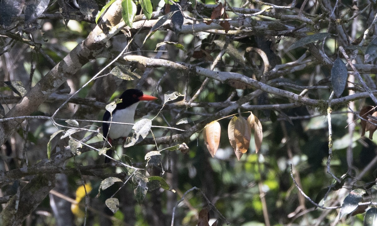 White-rumped Kingfisher - ML622690168