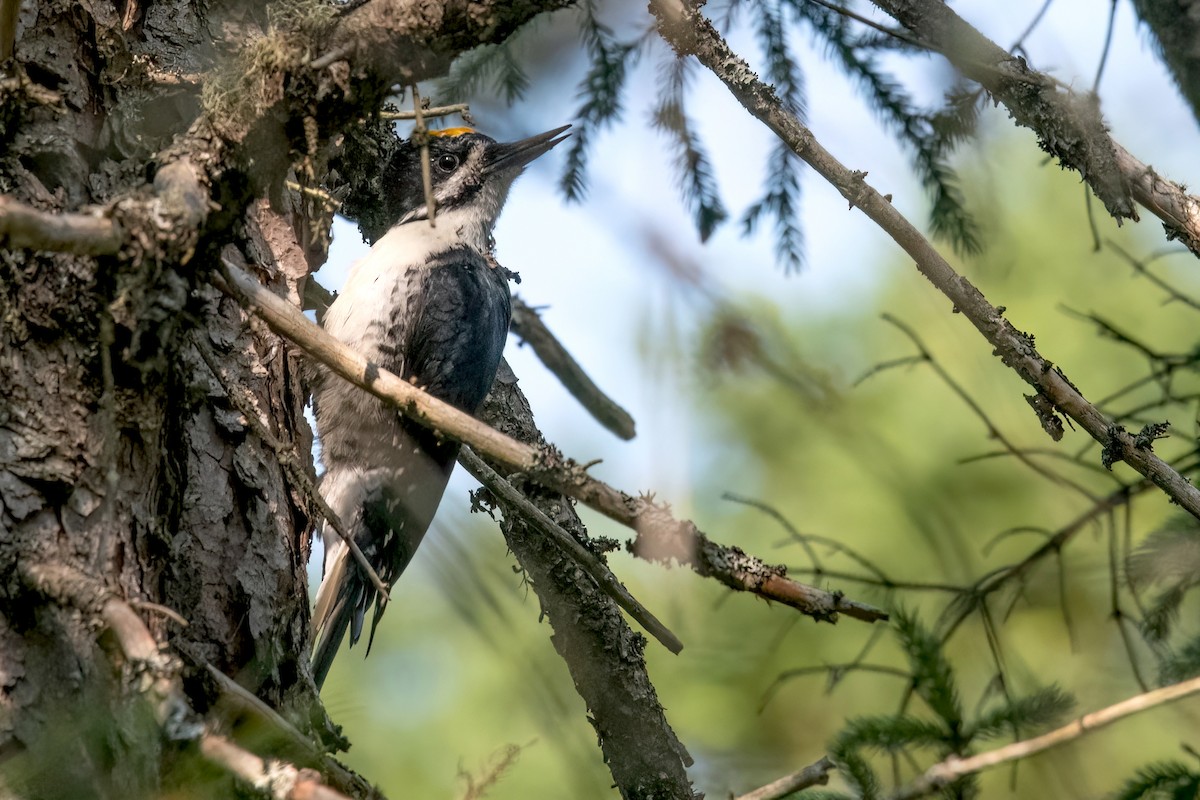 Black-backed Woodpecker - Sue Barth