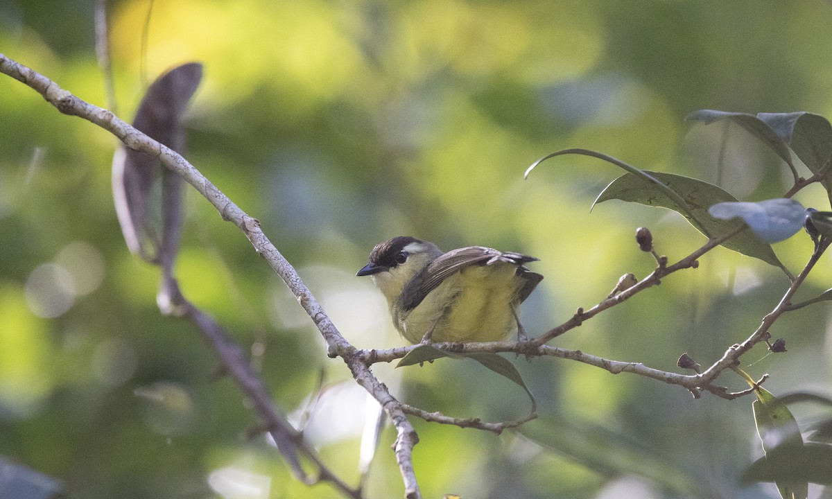 Dark-crowned White-eye - Ben Loehnen