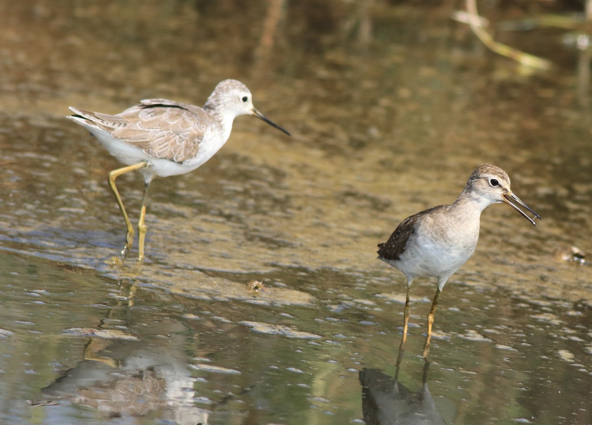 Marsh Sandpiper - Afsar Nayakkan