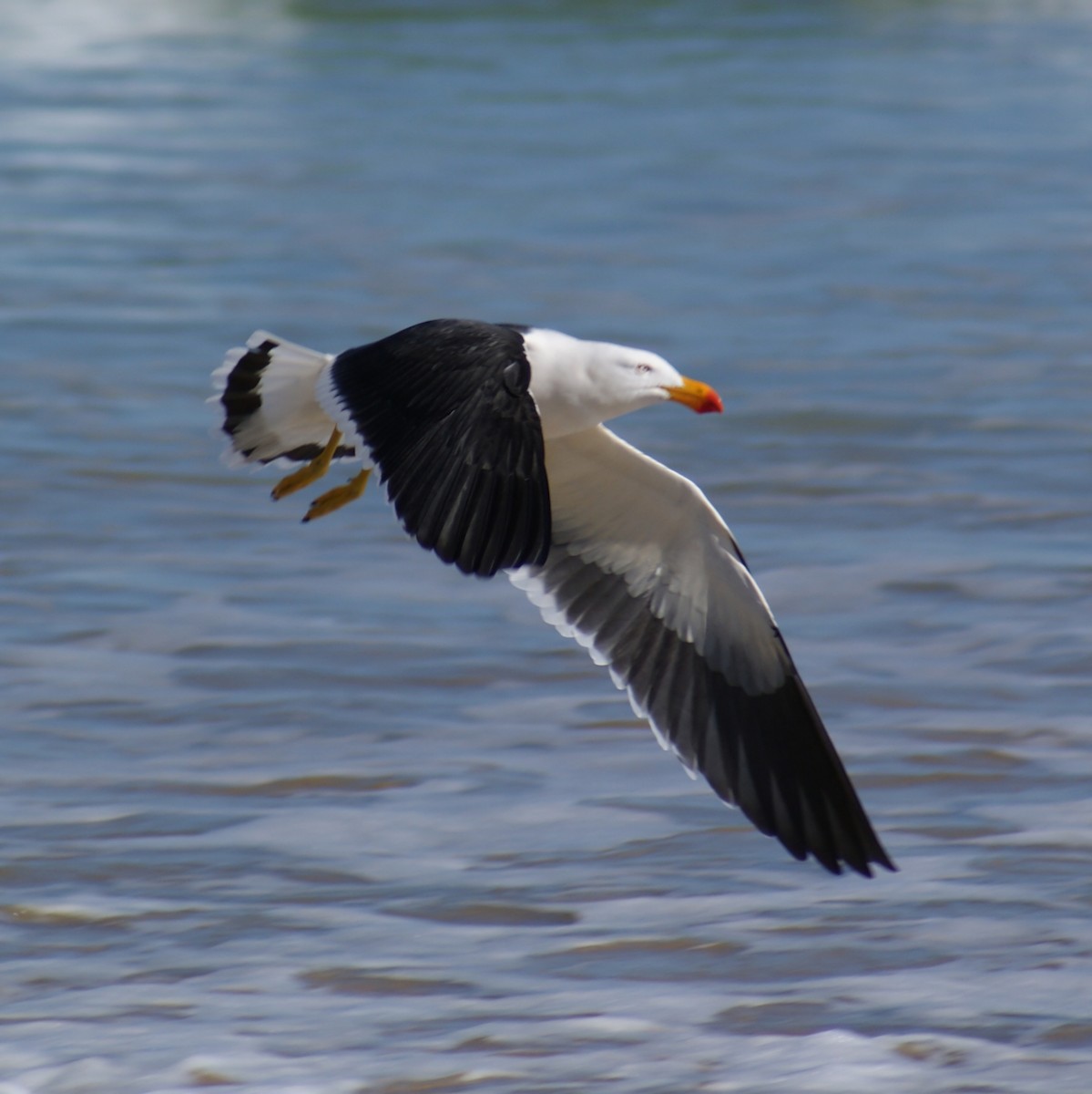 Pacific Gull - Dominic DeLaca-Wauer