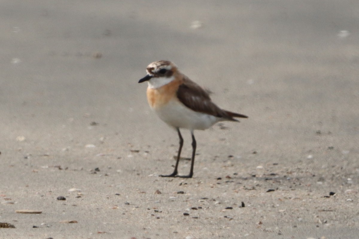 Siberian Sand-Plover - David Morrison