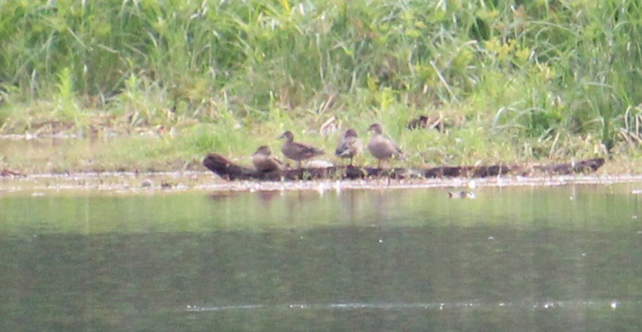 Blue-winged Teal - Robin Toler