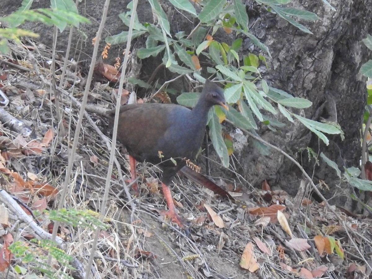 Orange-footed Megapode - ML622690257