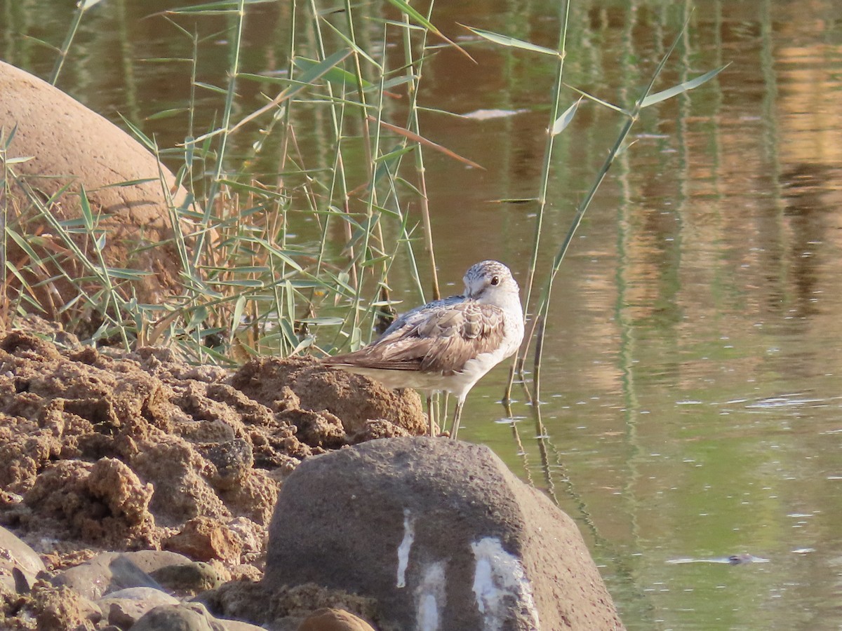 Common Greenshank - ML622690291