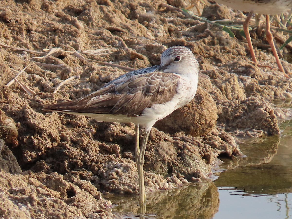 Common Greenshank - ML622690292