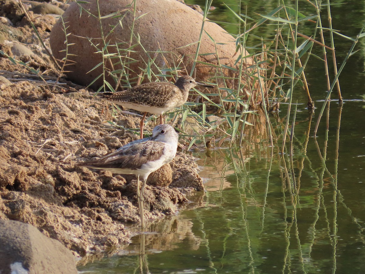 Common Greenshank - ML622690293