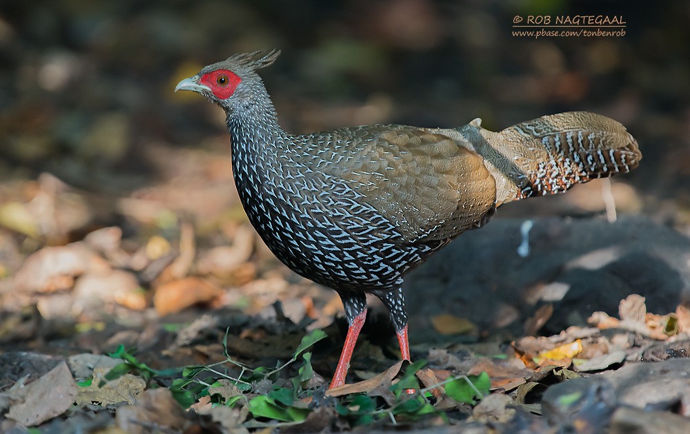 Kalij Pheasant - ML622690333