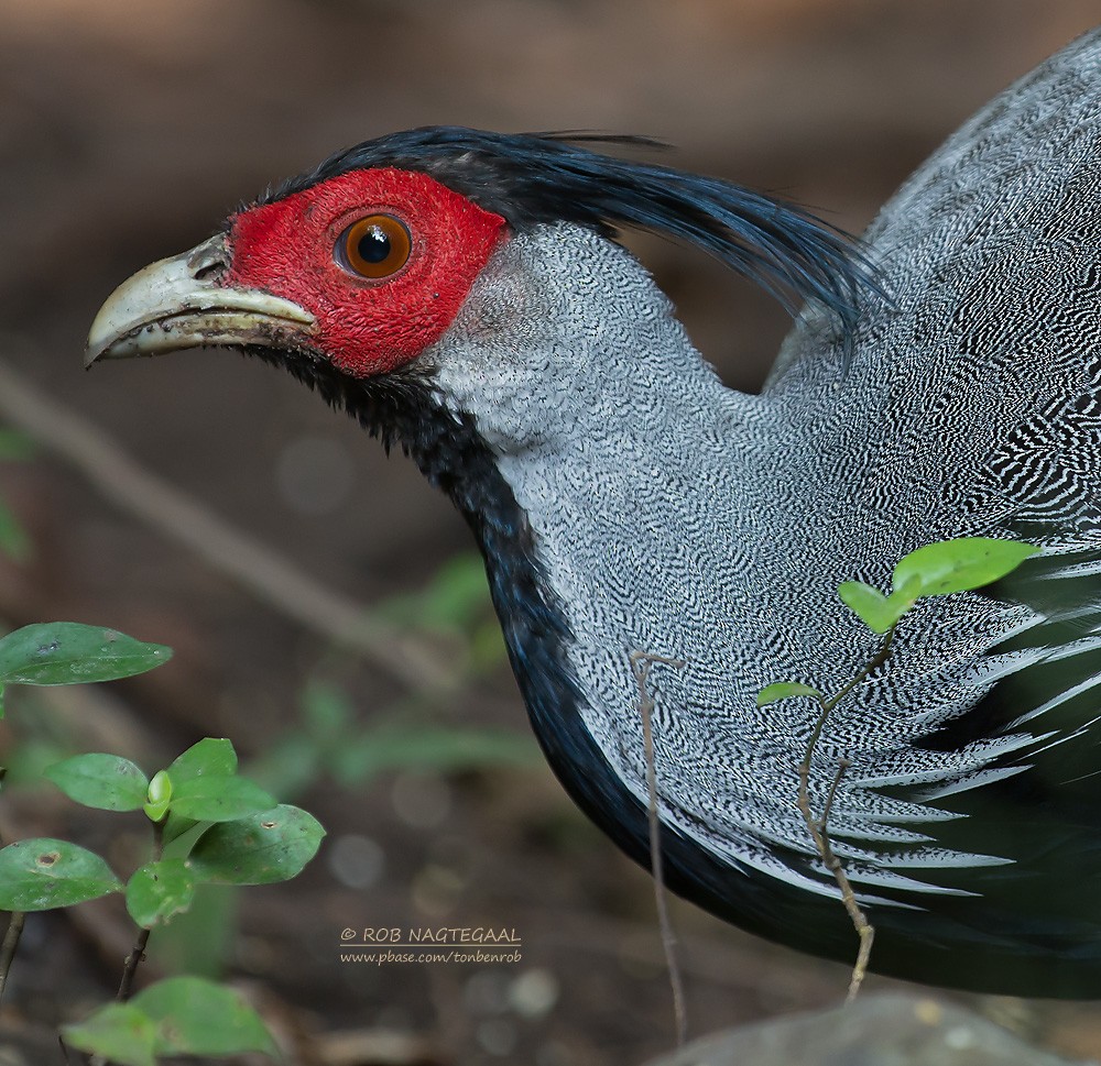 Kalij Pheasant - ML622690335