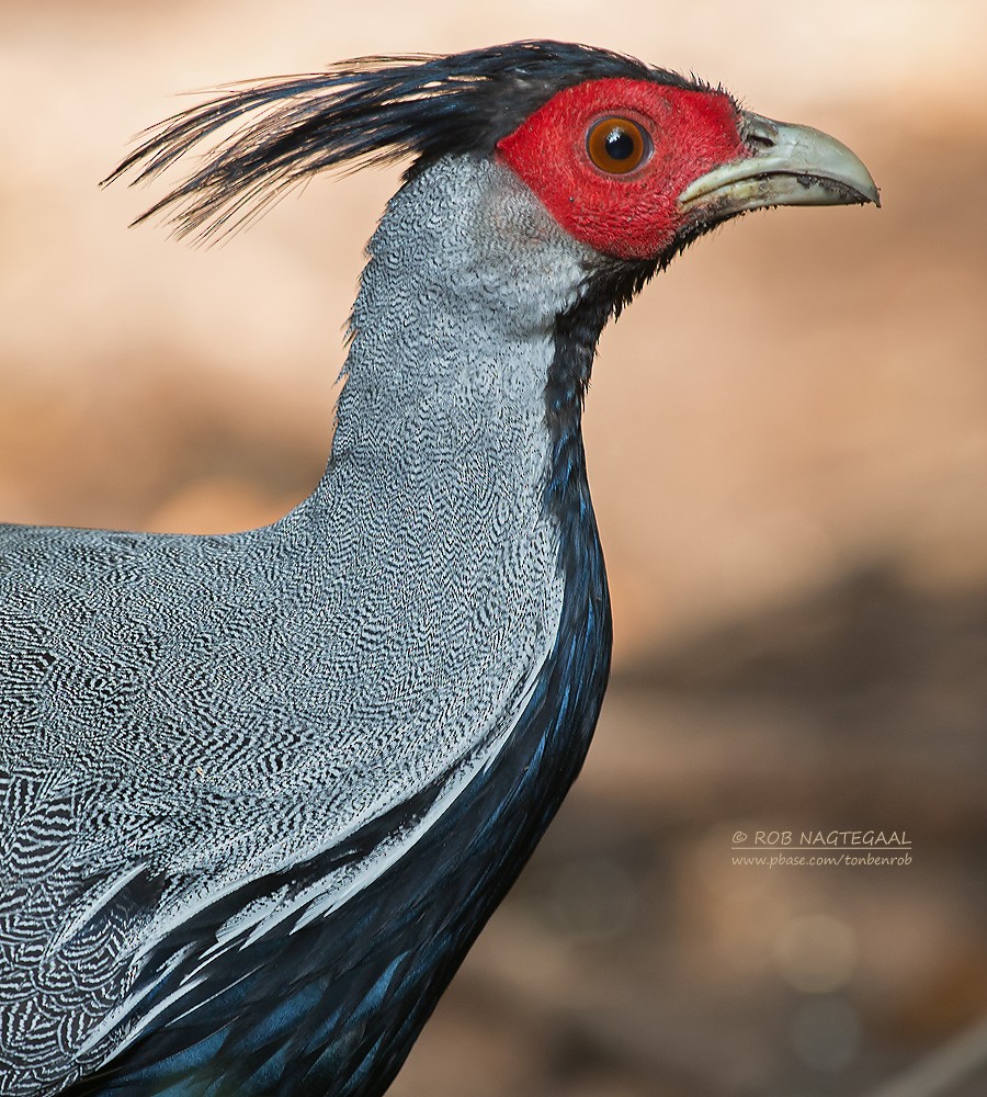 Kalij Pheasant - ML622690336