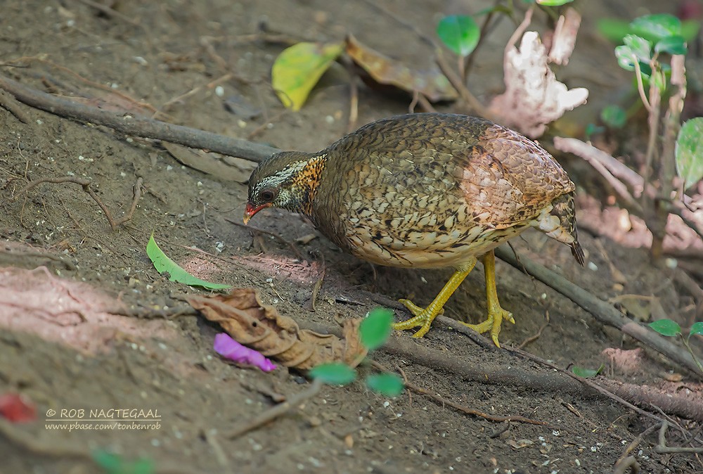 Scaly-breasted Partridge (Green-legged) - ML622690340