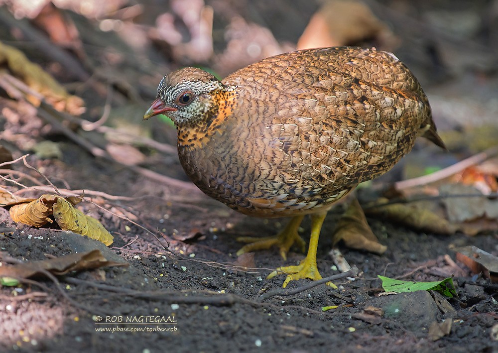 Scaly-breasted Partridge (Green-legged) - ML622690341