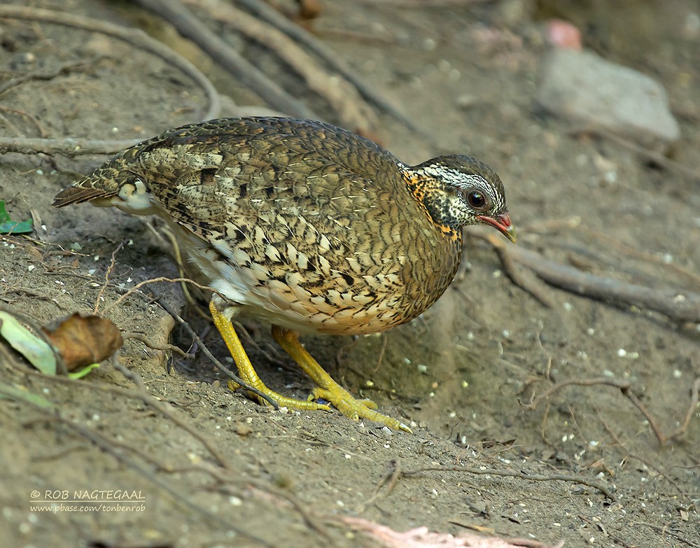 Scaly-breasted Partridge (Green-legged) - ML622690342