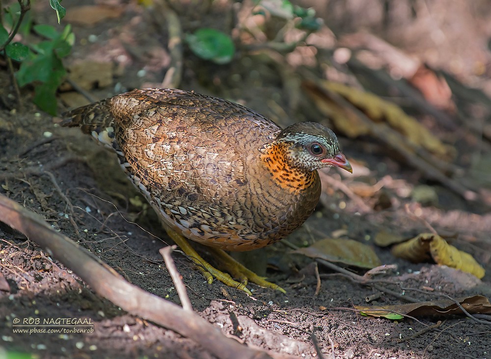 Scaly-breasted Partridge (Green-legged) - ML622690343